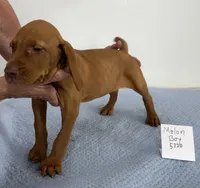 Melon Boy, a male Vizsla for sale in Hillsboro, OH – 1 of 8