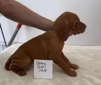 Gray girl 124, a female Vizsla for sale in Hillsboro, OH – 4 of 8