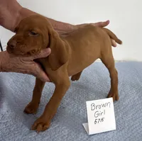 Brown girl, a female Vizsla for sale in Hillsboro, OH – 3 of 6