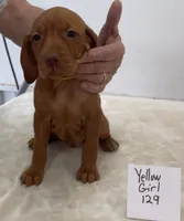 Yellow girl 129, a female Vizsla for sale in Hillsboro, OH – 3 of 9