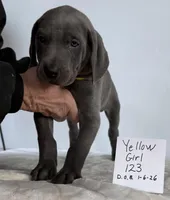 Yellow girl 123, a female Weimaraner for sale in Hillsboro, OH – Photo 2 of 6