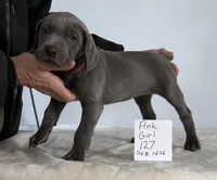 Pink girl127, a female Weimaraner for sale in Hillsboro, OH – Photo 4 of 5