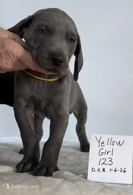 Yellow girl 123
