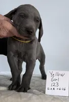 Yellow girl 123, a female Weimaraner for sale in Hillsboro, OH – Photo 1 of 6