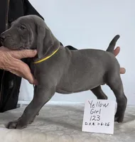 Yellow girl 123, a female Weimaraner for sale in Hillsboro, OH – Photo 5 of 6