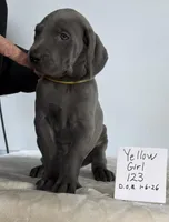 Yellow girl 123, a female Weimaraner for sale in Hillsboro, OH – Photo 3 of 6