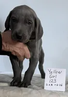 Yellow girl 123, a female Weimaraner for sale in Hillsboro, OH – Photo 4 of 6