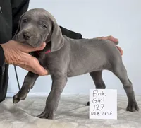 Pink girl127, a female Weimaraner for sale in Hillsboro, OH – Photo 3 of 5
