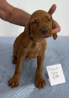 Melon Boy, a male Vizsla for sale in Hillsboro, OH – 5 of 8