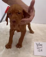 Yellow girl 129, a female Vizsla for sale in Hillsboro, OH – 4 of 9