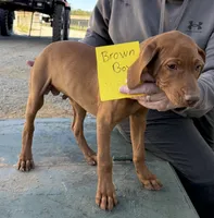 Brown boy, a male Vizsla for sale in Hillsboro, OH – 4 of 6