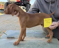 Brown boy, a male Vizsla for sale in Hillsboro, OH – 5 of 6