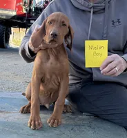 Melon Boy, a male Vizsla for sale in Hillsboro, OH – 4 of 5