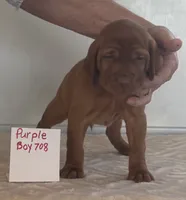Purple boy 708, a female Vizsla for sale in Hillsboro, OH – 4 of 7