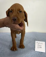 Melon Boy, a male Vizsla for sale in Hillsboro, OH – 3 of 8