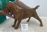 Yellow girl 129, a female Vizsla for sale in Hillsboro, OH – 8 of 9