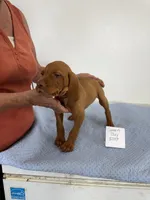 Green boy, a male Vizsla for sale in Hillsboro, OH – 6 of 8