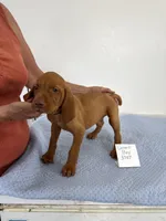 Green boy, a male Vizsla for sale in Hillsboro, OH – 7 of 8