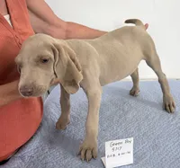 Green boy, a male Weimaraner for sale in Hillsboro, OH – 5 of 7