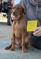 Brown boy, a male Vizsla for sale in Hillsboro, OH – 6 of 6