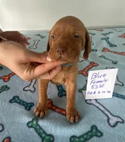 Blue8320, a female Vizsla for sale in Hillsboro, OH – Photo 5 of 6