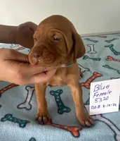 Blue8320, a female Vizsla for sale in Hillsboro, OH – Photo 3 of 6