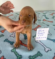 Blue8320, a female Vizsla for sale in Hillsboro, OH – Photo 6 of 6