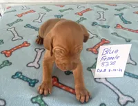 Blue8320, a female Vizsla for sale in Hillsboro, OH – Photo 4 of 6