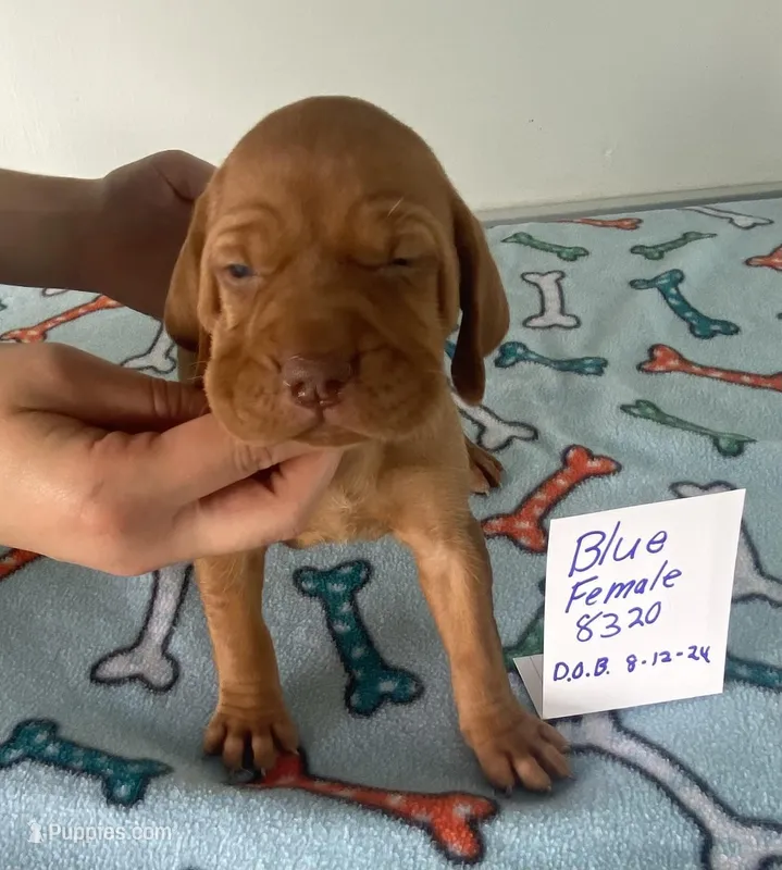 Blue8320, a female Vizsla for sale in Hillsboro, OH – Photo 1 of 6