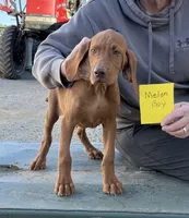 Melon Boy, a male Vizsla for sale in Hillsboro, OH – 5 of 5