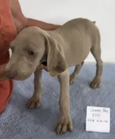Green boy, a male Weimaraner for sale in Hillsboro, OH – 1 of 7