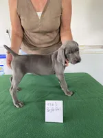 Purple girl, a female Weimaraner for sale in Hillsboro, OH – Photo 3 of 4