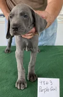 Purple girl, a female Weimaraner for sale in Hillsboro, OH – Photo 2 of 4