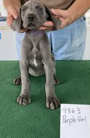 Purple girl, a female Weimaraner for sale in Hillsboro, OH – Photo 1 of 4