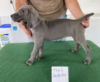 Purple girl, a female Weimaraner for sale in Hillsboro, OH – Photo 4 of 4