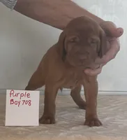Purple boy 708, a female Vizsla for sale in Hillsboro, OH – 5 of 7