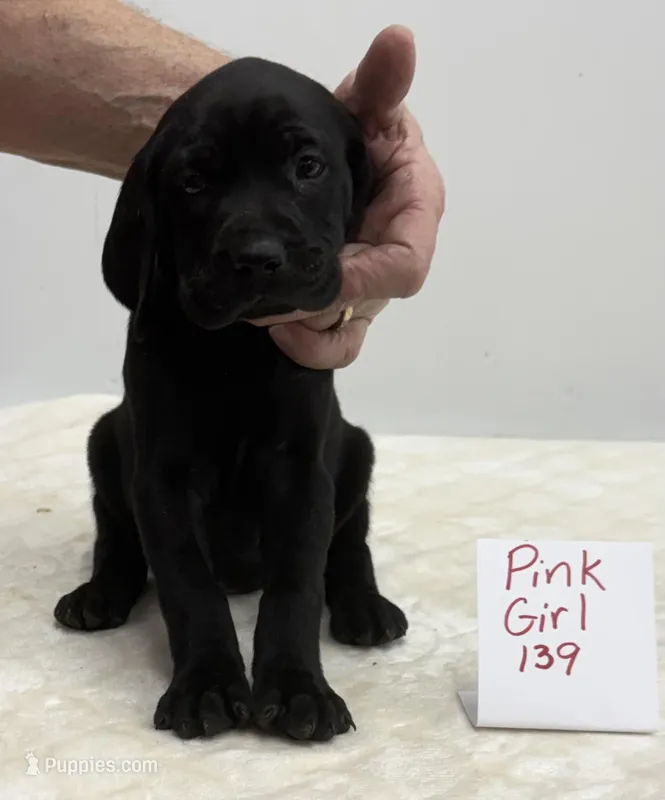 Pink 139 – Weimaraner puppy for sale in Hillsboro, OH