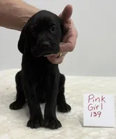 Pink 139, a female Weimaraner for sale in Hillsboro, OH – Photo 1 of 6