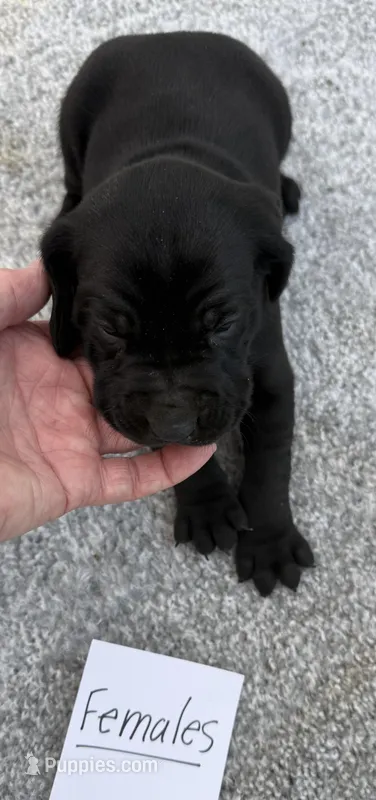 Weizsla female – Weimaraner puppy for sale in Hillsboro, OH