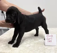 Pink 139, a female Weimaraner for sale in Hillsboro, OH – Photo 5 of 6