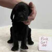 Pink 139, a female Weimaraner for sale in Hillsboro, OH – Photo 2 of 6