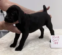 Pink 139, a female Weimaraner for sale in Hillsboro, OH – Photo 6 of 6