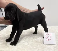 Pink 139, a female Weimaraner for sale in Hillsboro, OH – Photo 4 of 6