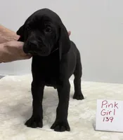 Pink 139, a female Weimaraner for sale in Hillsboro, OH – Photo 3 of 6