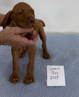 Green boy, a male Vizsla for sale in Hillsboro, OH – 2 of 8