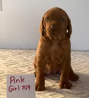 Pink girl 709, a female Vizsla for sale in Hillsboro, OH – 4 of 6