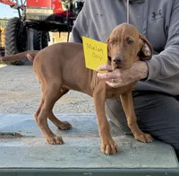 Melon Boy, a male Vizsla for sale in Hillsboro, OH – 2 of 5