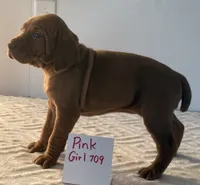 Pink girl 709, a female Vizsla for sale in Hillsboro, OH – 3 of 6