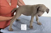 Purple girl 5704, a male Weimaraner for sale in Hillsboro, OH – 2 of 6
