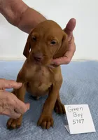 Green boy, a male Vizsla for sale in Hillsboro, OH – 3 of 8